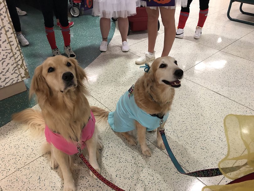 Two dogs in pink and blue shirts